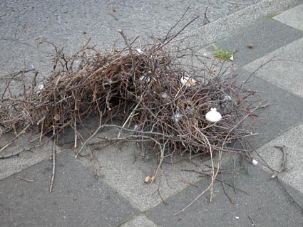 Nest