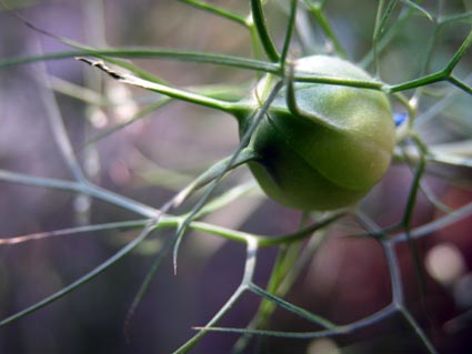 Nigella-Fructus