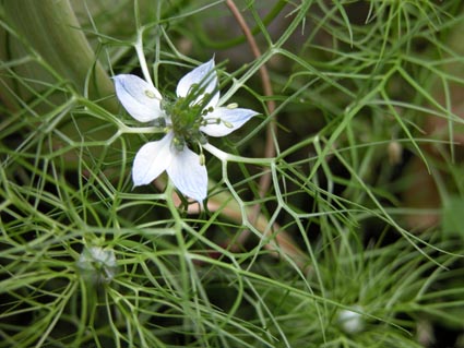 Nigella1