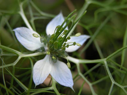 Nigella3