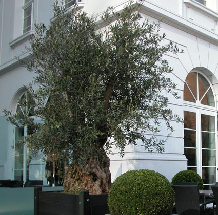 Olivenbaeume-sind-in
