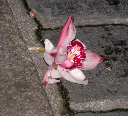 Orchidee