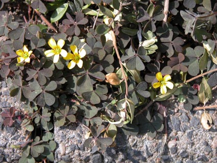 Oxalis-
