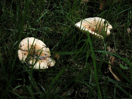 PIlz5