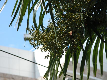 Palme-Fruechte
