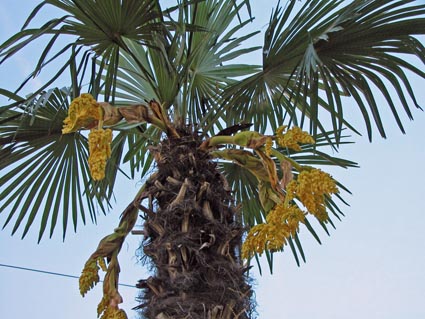 Palme