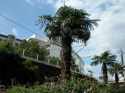 Palmen-1