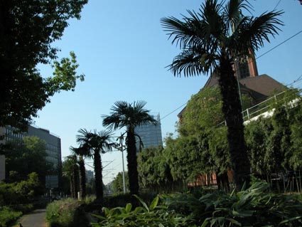 Palmen