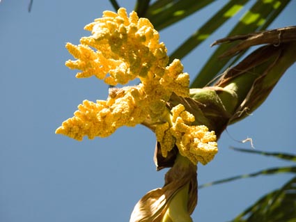 Palmenbluete2