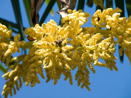 Palmenbluete3