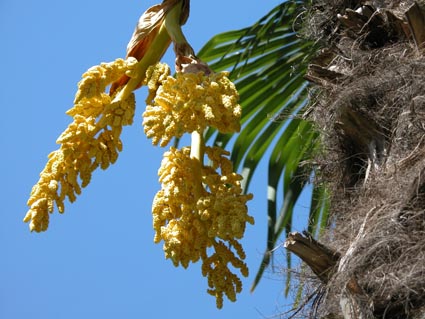Palmenbluete4