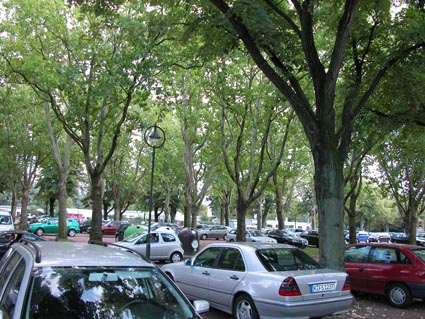Parkplatz-unter-Baeumen