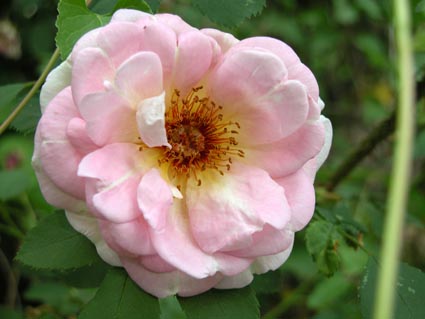 Parkrose