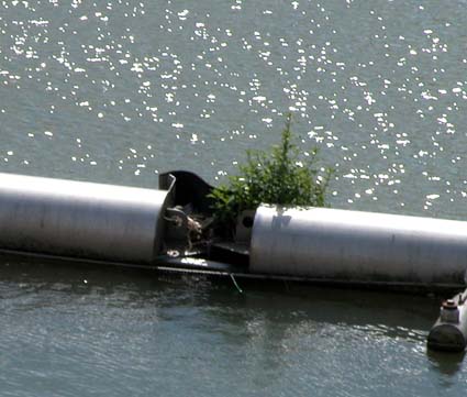 Pflanze-auf-schwimmendem-Edelstahl
