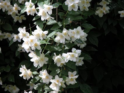 Philadelphus