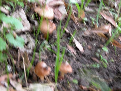 Pilz4