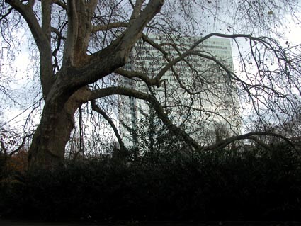 Platane-Hofgarten