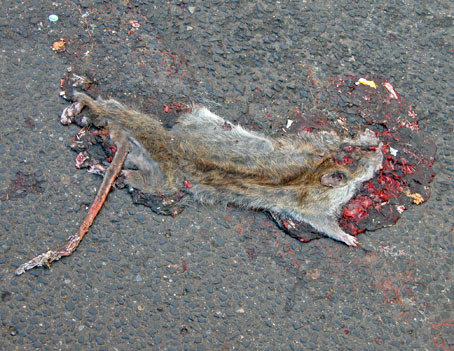 Platte-Ratte