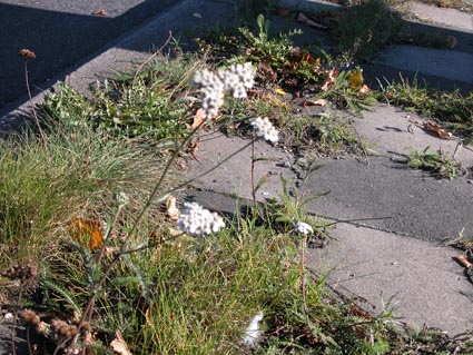 Plattenvegetation