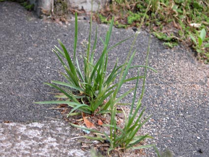 Poa-annua
