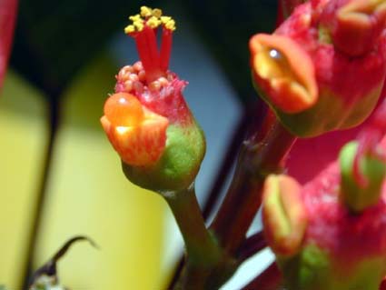 Poinsettia1