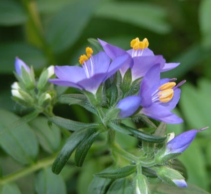 Polemonium