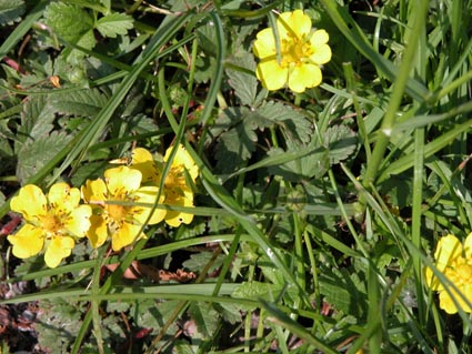 Potentilla-reptans