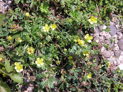 Potentilla