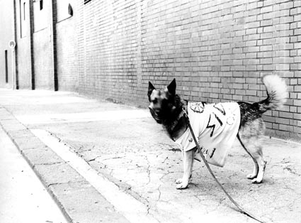 Punk-Hund