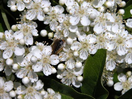 Pyracantha