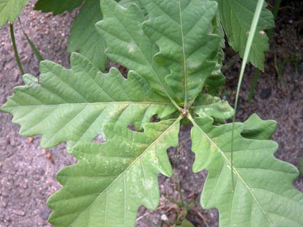 Quercus