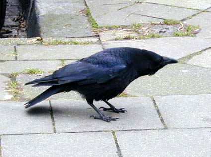 Rabenkraehe