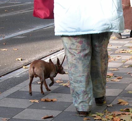 Rehpinscher