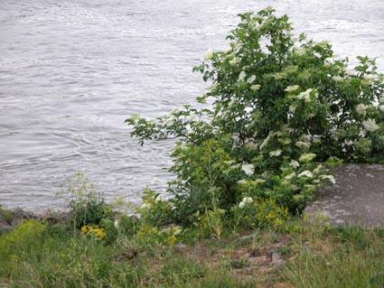 Rhein-Holunder