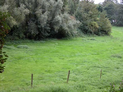 Rheinarmwiese
