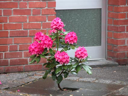 Rhododendron