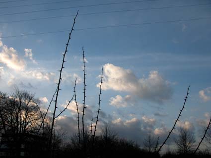 Robinienhimmel