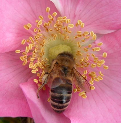 Rosa-rugosa-Biene1