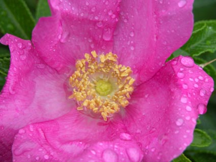 Rosa-rugosa-feucht