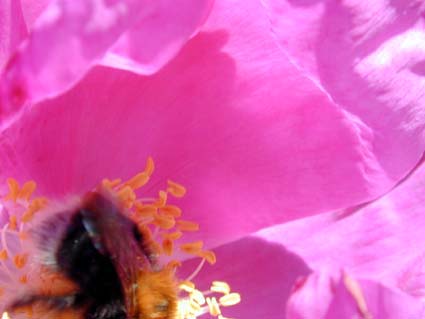 Rosa-rugosa