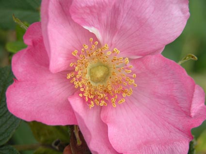 Rosa-rugosa1