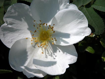 Rosa-spino1