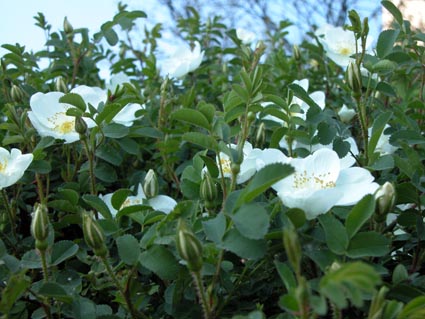 Rosa-spino2