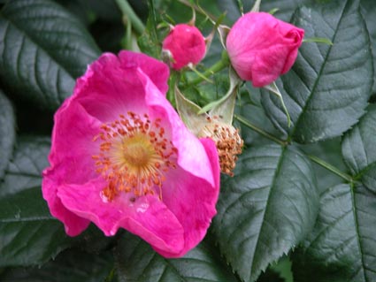Rosa