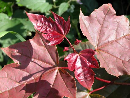 Roter-Spitzahorn
