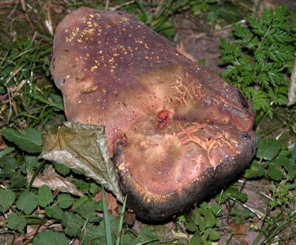 Rumpsteakpilz