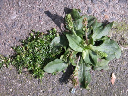 Sagina-Plantago