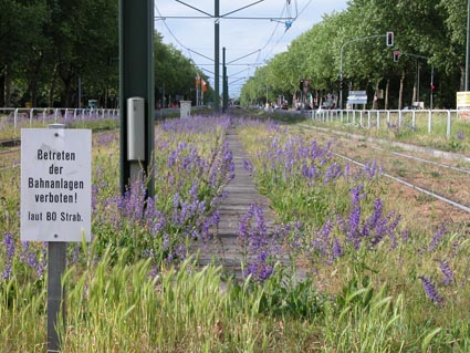 Salvia-pratense