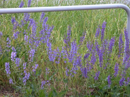 Salvia-pratense2