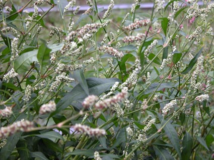 Schlangenknoeterich-weiss